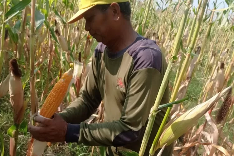 Panen Jagung di Desa Kedunglosari